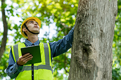 Tree company in Monmouth County professional inspection